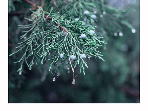下雨天