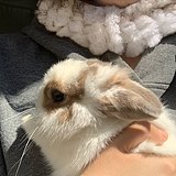 whxm的头像