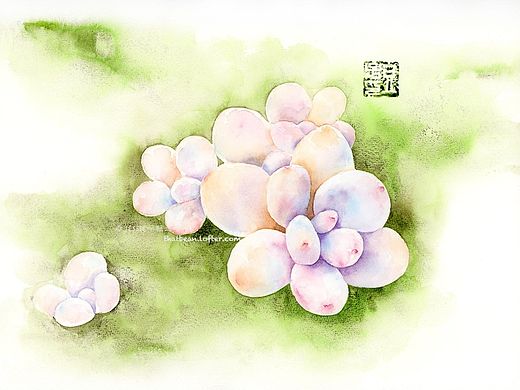 水彩插画——多肉桃美人