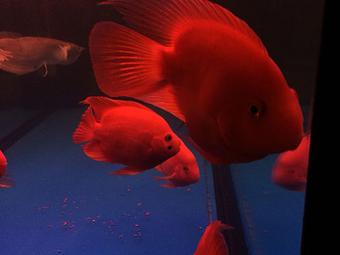 有一尾魚(yú)（個(gè)人主頁(yè)-ZMTcyNzQzMjA=） - 寵物攝影 - 站酷設(shè)計(jì)師amber552原創(chuàng)素材 - 站酷ZCOOL