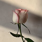 火野莉莉斯的头像
