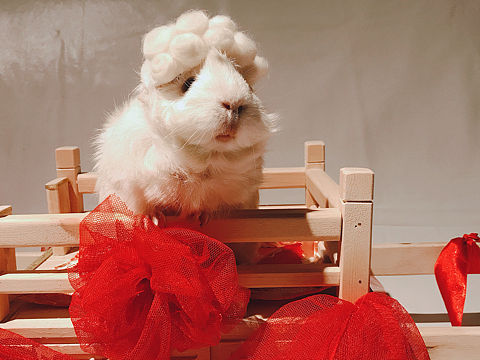 豚鼠婆婆--御撵