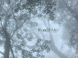 迷雾森林Forest Mist