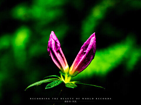 仙湖植物園（個(gè)人主頁-ZMzQxNjU5NTY=） - 風(fēng)光攝影 - 站酷設(shè)計(jì)師單眼看世界QAQ原創(chuàng)素材 - 站酷ZCOOL