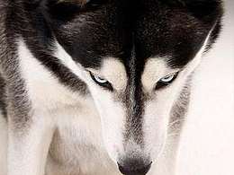 關(guān)于寵物類(lèi)的APP練習(xí)