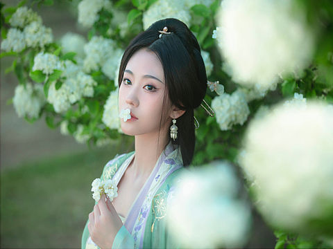 木绣球