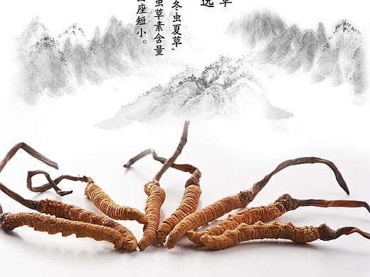 虫草