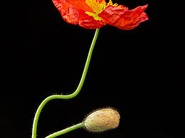 花卉