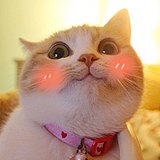 上校小鸡块的头像