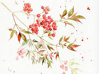 水彩插画——南天竹