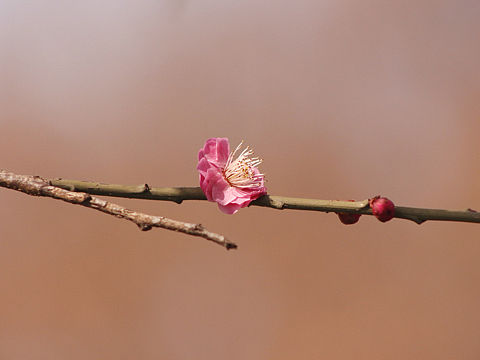 一枝梅（个人主页-ZMjYyNDM3NDQ=） - 其他摄影 - 站酷设计师journey19940原创素材 - 站酷ZCOOL