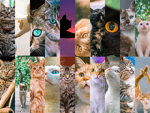 2016和2015喵呜的十大精彩瞬间