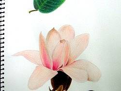 早花滇藏木兰（个人主页-ZMzA3MzAwNA==） - 绘画 - 站酷设计师幻oO影原创素材 - 站酷ZCOOL