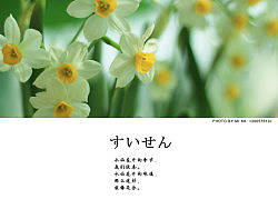 【水仙花開の季節(jié)】