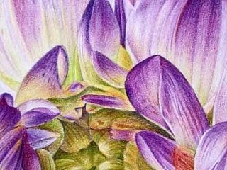 彩铅画花01