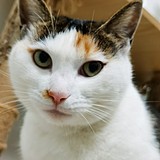 我有很多猫的头像