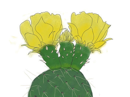 仙人掌花很美