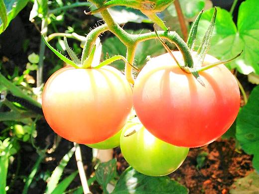 沐浴阳光番茄红（个人主页-ZMTgzMDU4MTY=） - 风光摄影 - 站酷设计师林婧海原创素材 - 站酷ZCOOL