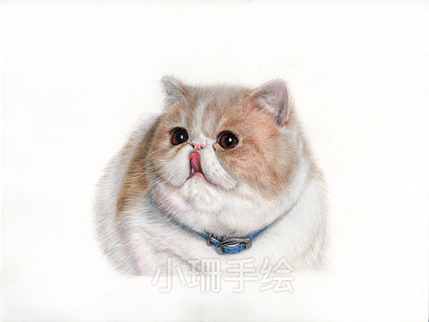 彩铅作品－短毛猫