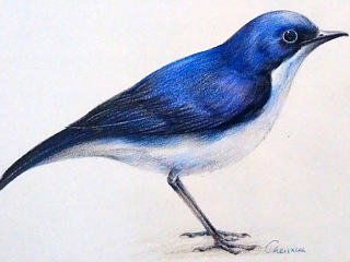 发个彩铅的步骤图，新书上市，请大家多多支持