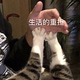 绿绿猴的头像