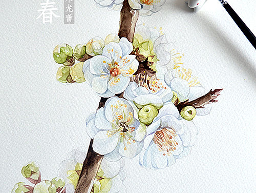 【立春】原创手绘水彩梅花