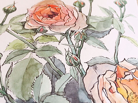 种植日记（二）