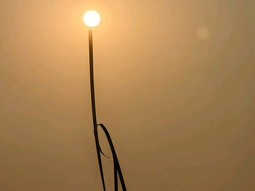 原创摄影《落日•蒲公英》