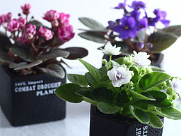 重瓣紫罗兰 黑色英文水泥盆 盆栽 | 绿植摄影