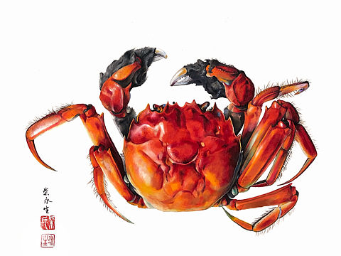 两幅手绘螃蟹