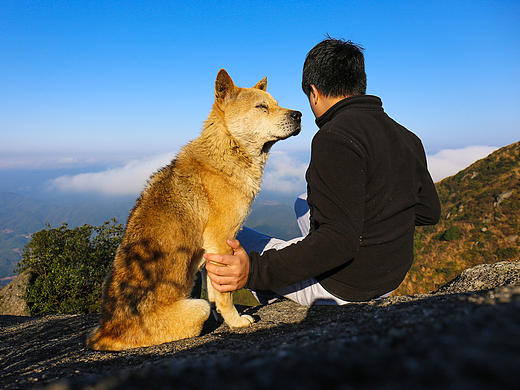 爬山狗（单身狗与中华田园犬）