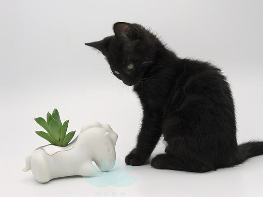 贱贱的小马，车载植物花盆设计