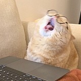 卡卡Catcaat的头像