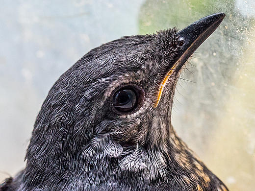 麻雀摄影——迷途