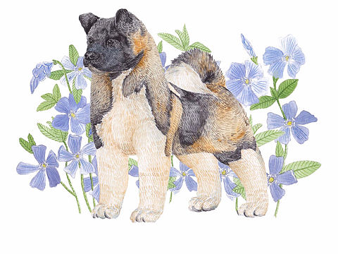 秋田犬和小蔓長春花（個人主頁-ZMzE0NDU5MDA=） - 商業(yè)插畫 - 站酷設計師Melissa宛宛原創(chuàng)素材 - 站酷ZCOOL