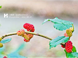 《桑葚.mulberries》