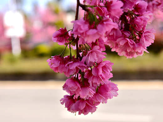 樱花特写（个人主页-ZMzQwOTg1ODg=） - 风光摄影 - 站酷设计师风语战士李昆原创素材 - 站酷ZCOOL