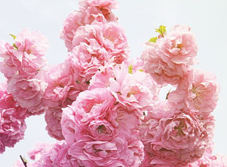 春花绚烂-夏天就这样悄悄地来了 也不管我想不想晒太阳