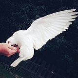 PengJv鹏举的头像