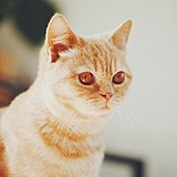 Adaro苏的头像
