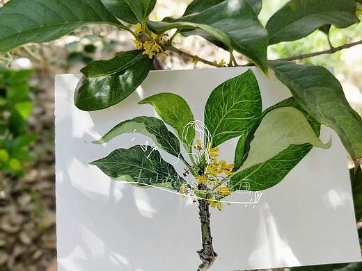 像花儿一样幸福