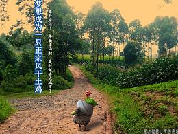 鸡