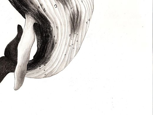 与鲸共舞#地球守卫者#