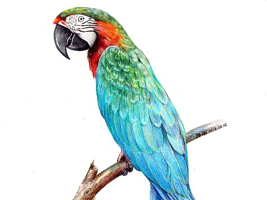 陈澎手绘:圆珠笔画鹦鹉