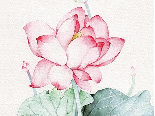 蓮—出淤泥而不染（個人主頁-ZMTk4MzY2MzI=） - 創(chuàng)作習作 - 站酷設(shè)計師Gthenry_D原創(chuàng)素材 - 站酷ZCOOL