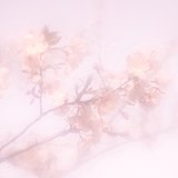 Csakura的头像