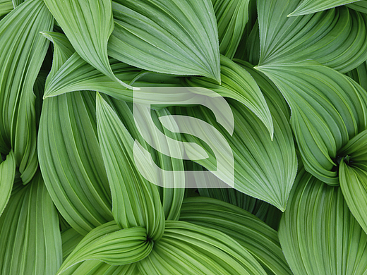 森威節(jié)能工程（個(gè)人主頁(yè)-ZNjgwNzQ4Mjg=） - Logo - 站酷設(shè)計(jì)師阿虛的憂郁原創(chuàng)素材 - 站酷ZCOOL