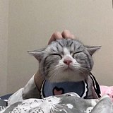葱葱嗯的头像