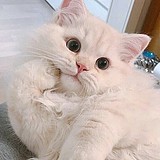 尘埃里的头像