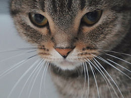 猫咪写真集